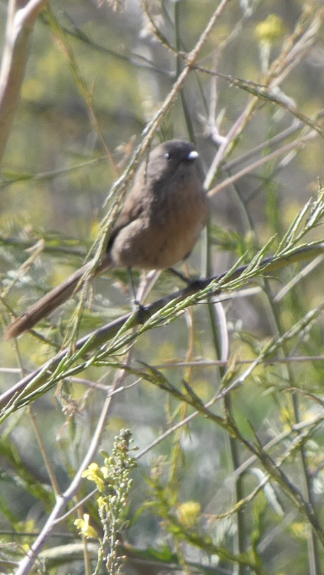 Wrentit - ML435433661