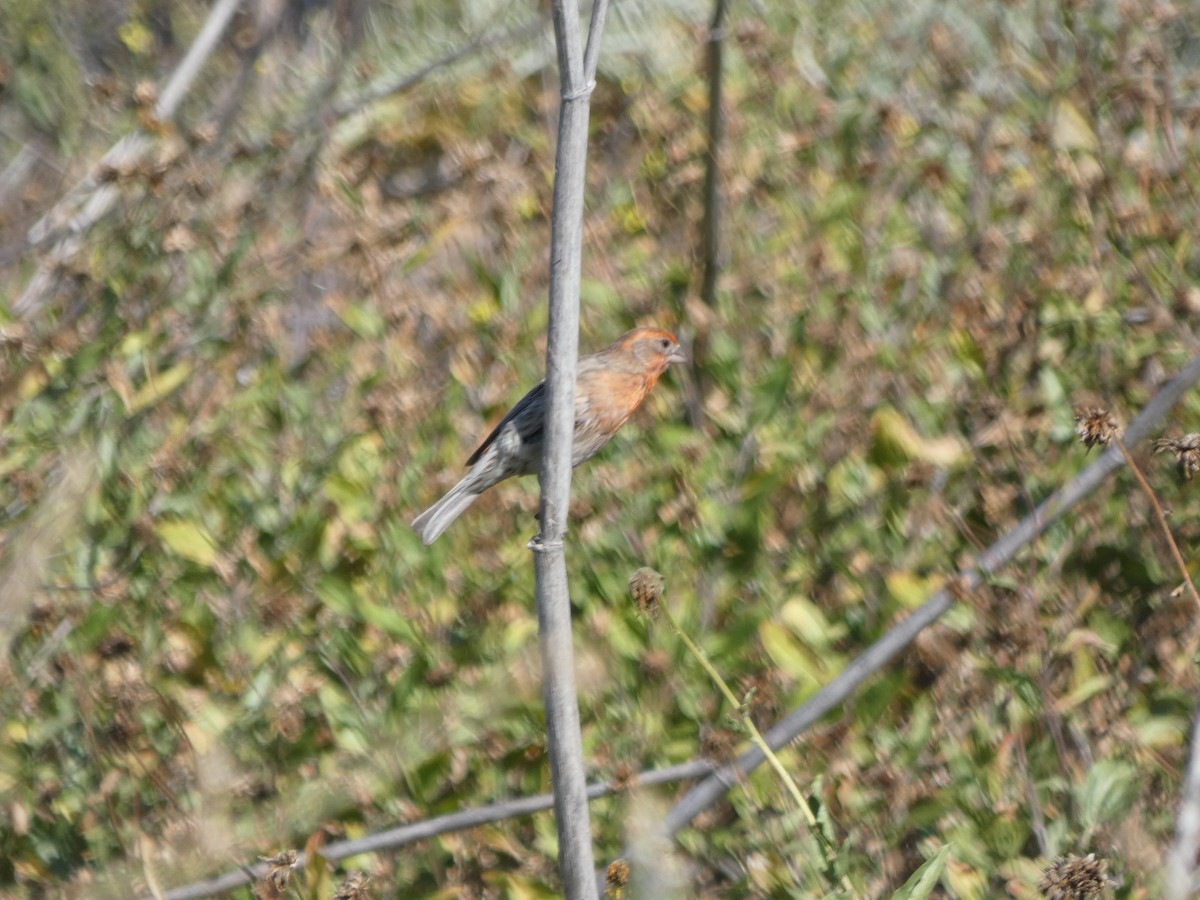 House Finch - ML435434011