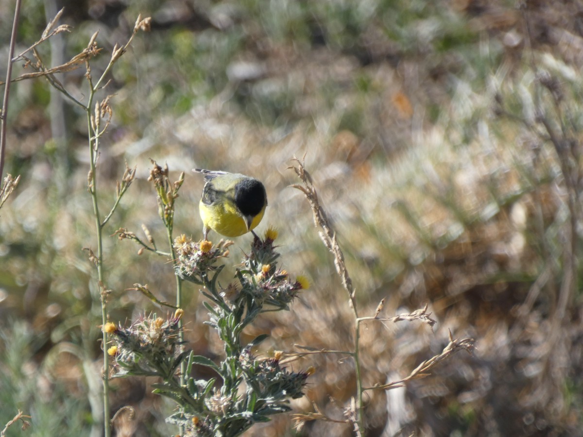 Lesser Goldfinch - ML435434531