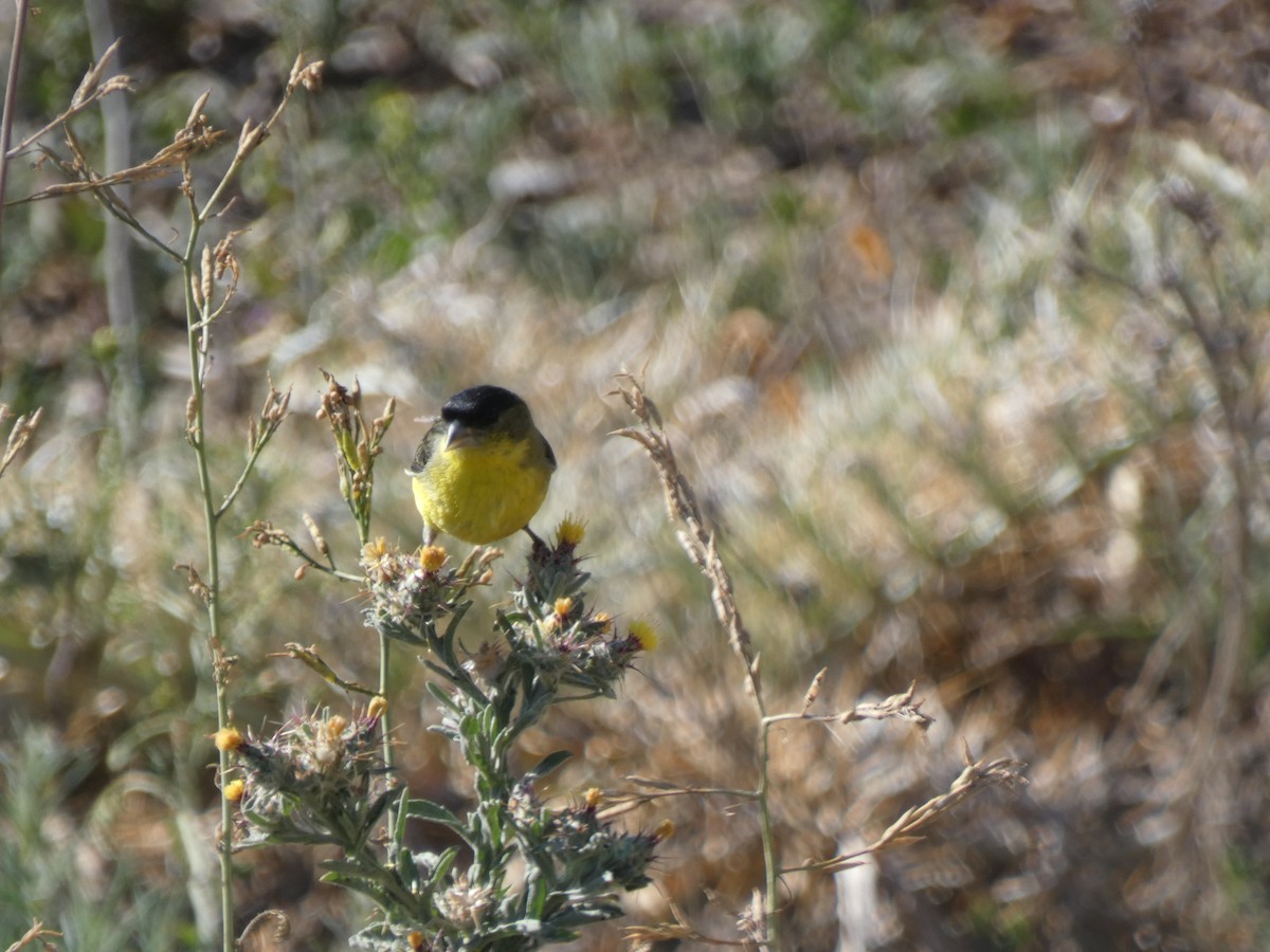 Lesser Goldfinch - ML435434571