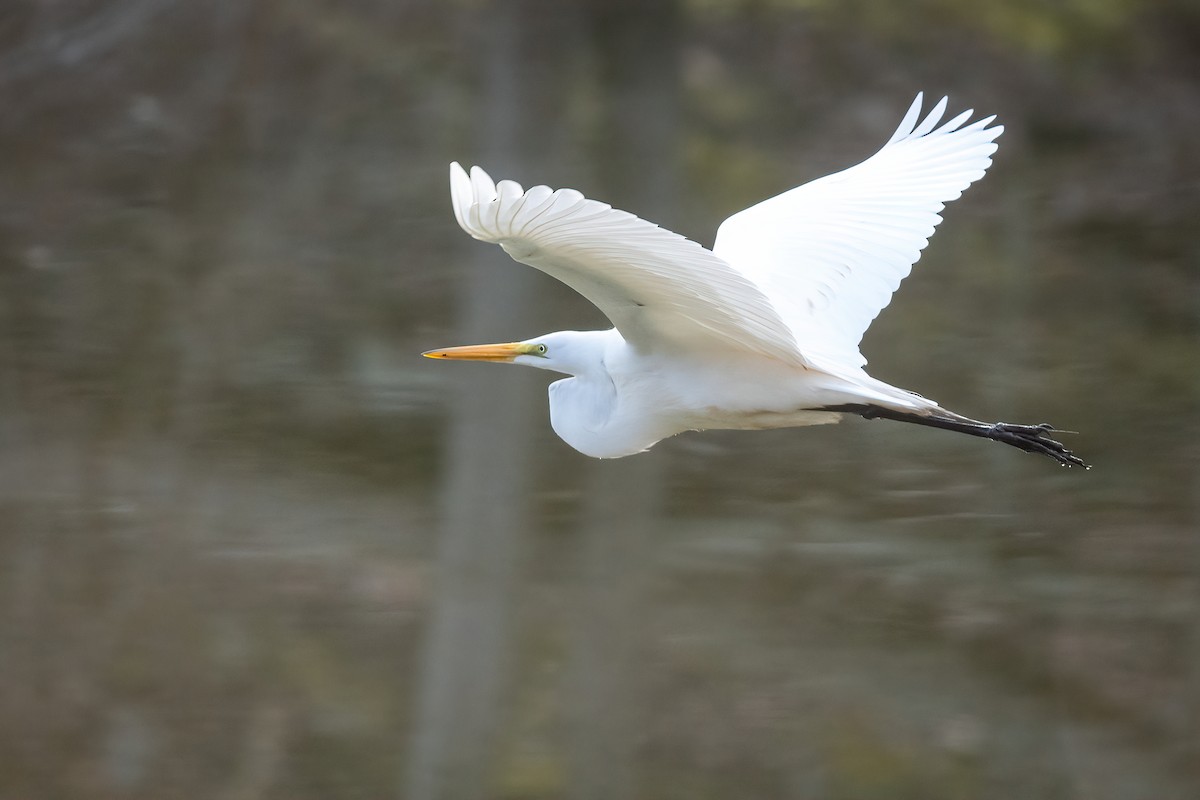 Great Egret - ML435434871