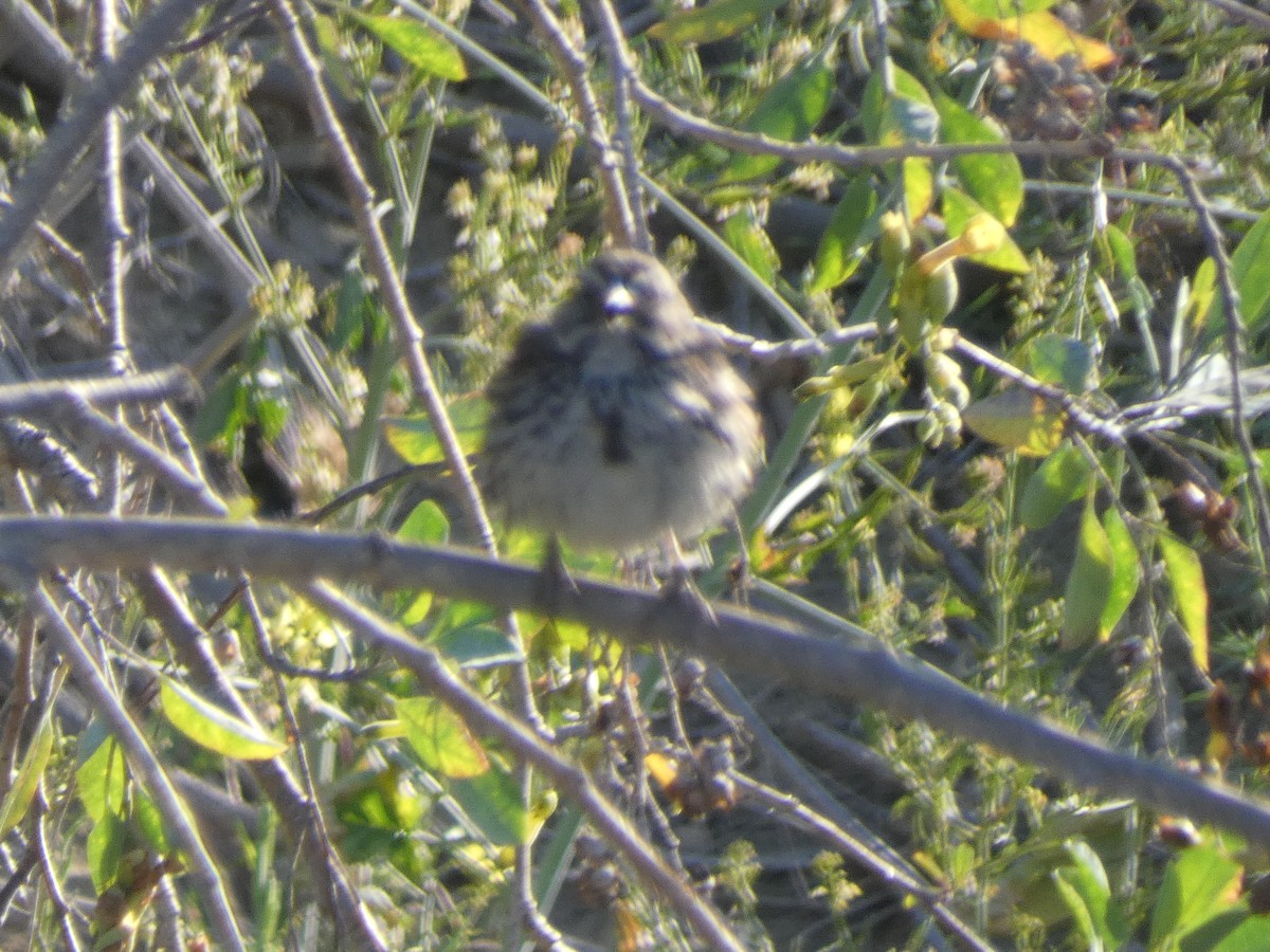 Song Sparrow - ML435434941