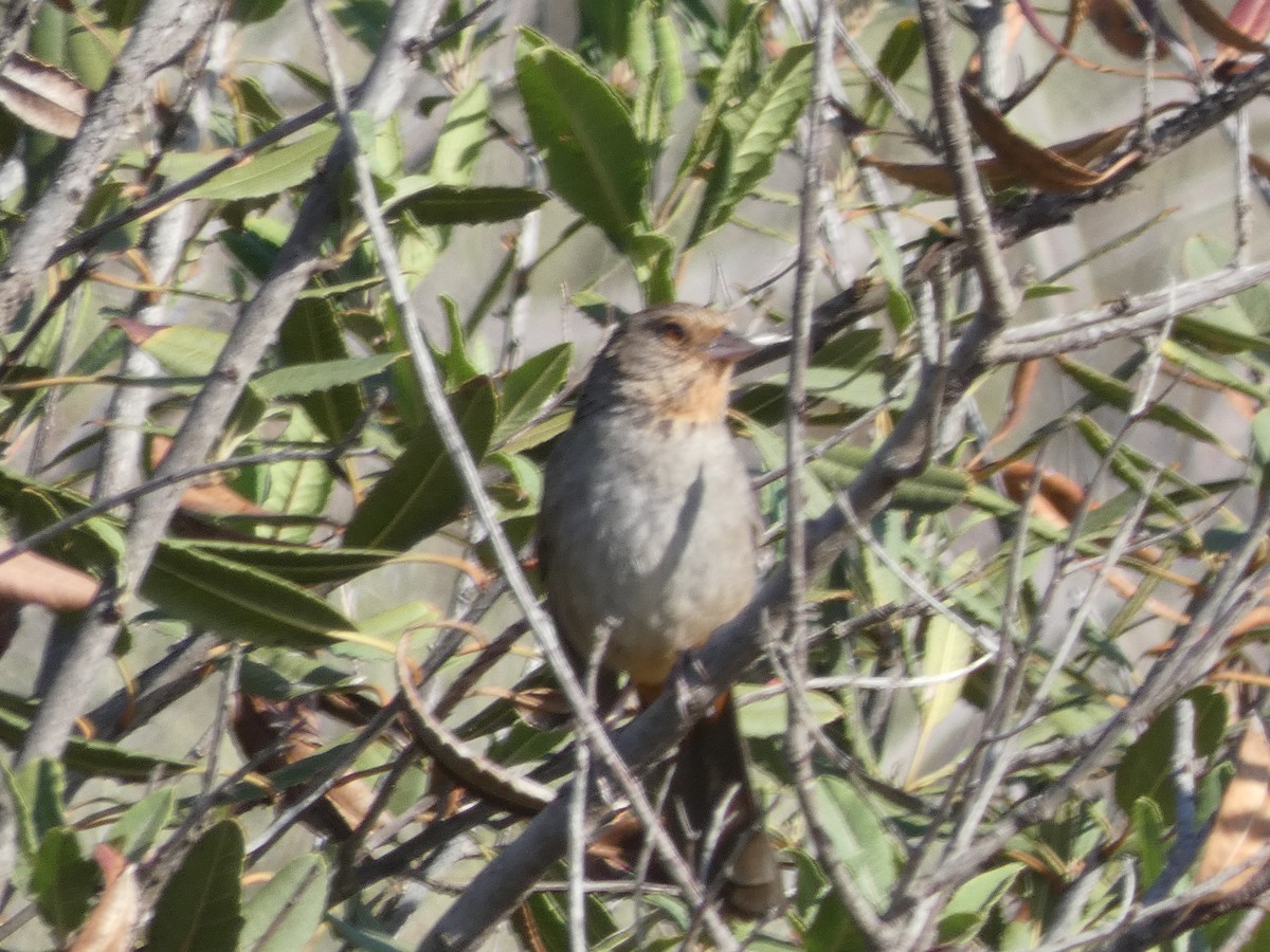 California Towhee - ML435435381