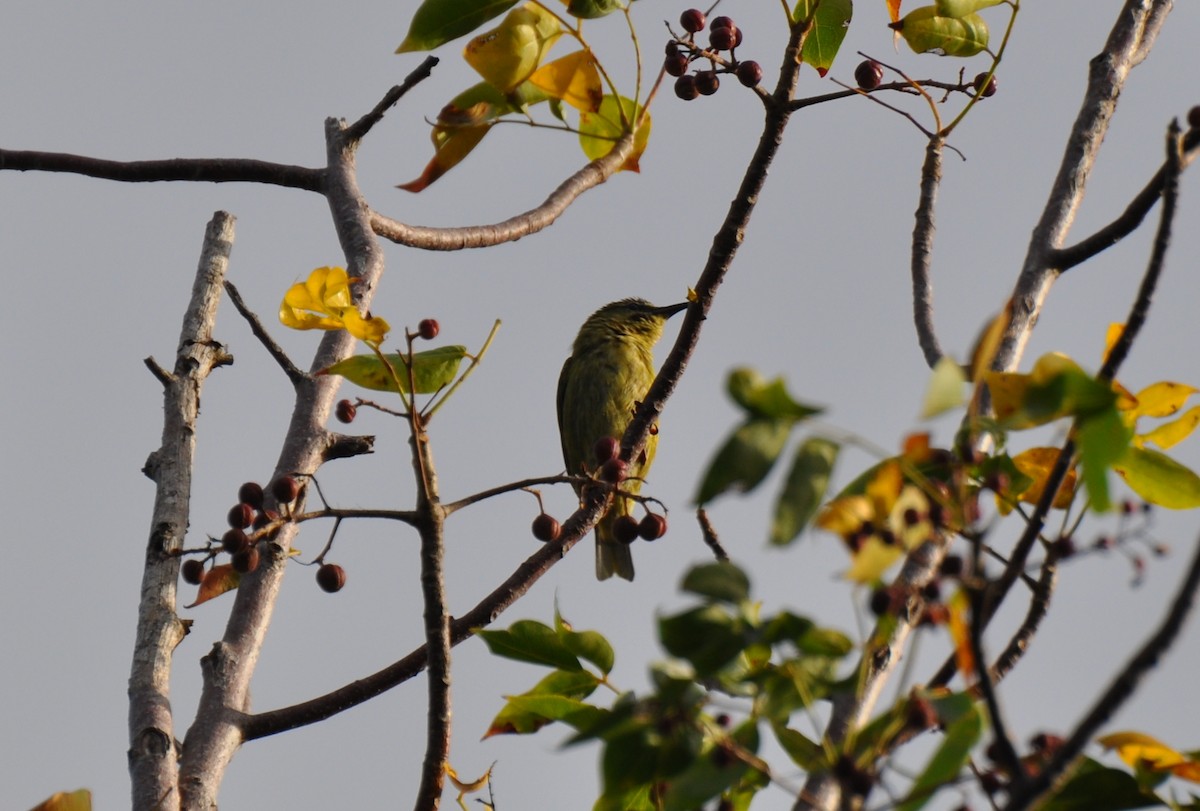 Red-legged Honeycreeper - ML43543561