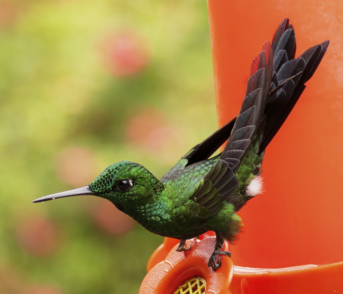 Green-crowned Brilliant - Scott Young