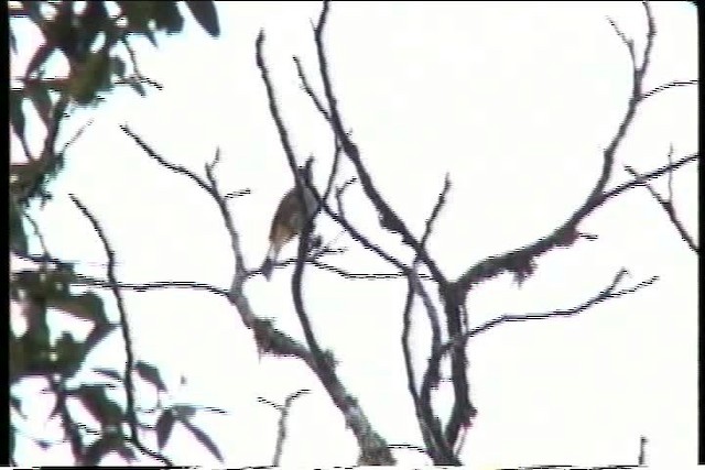Gray Silky-flycatcher - ML435436