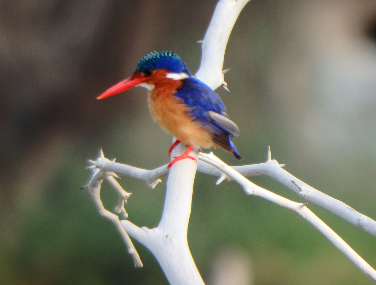 Malachite Kingfisher - Bill Ypsilantis