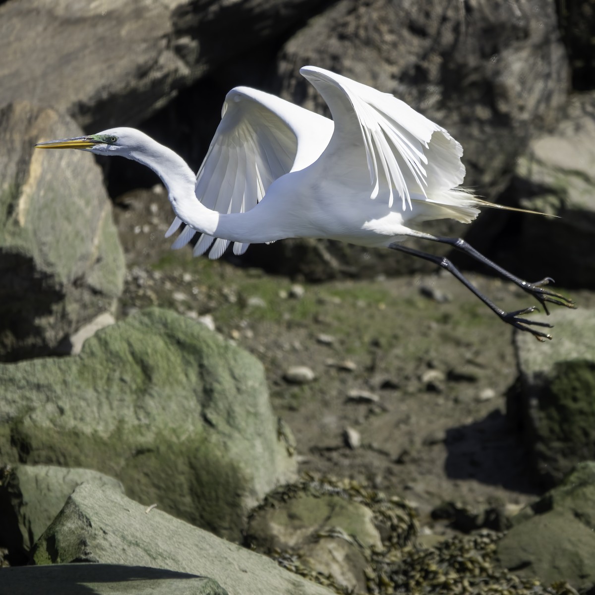 Great Egret - ML435437891