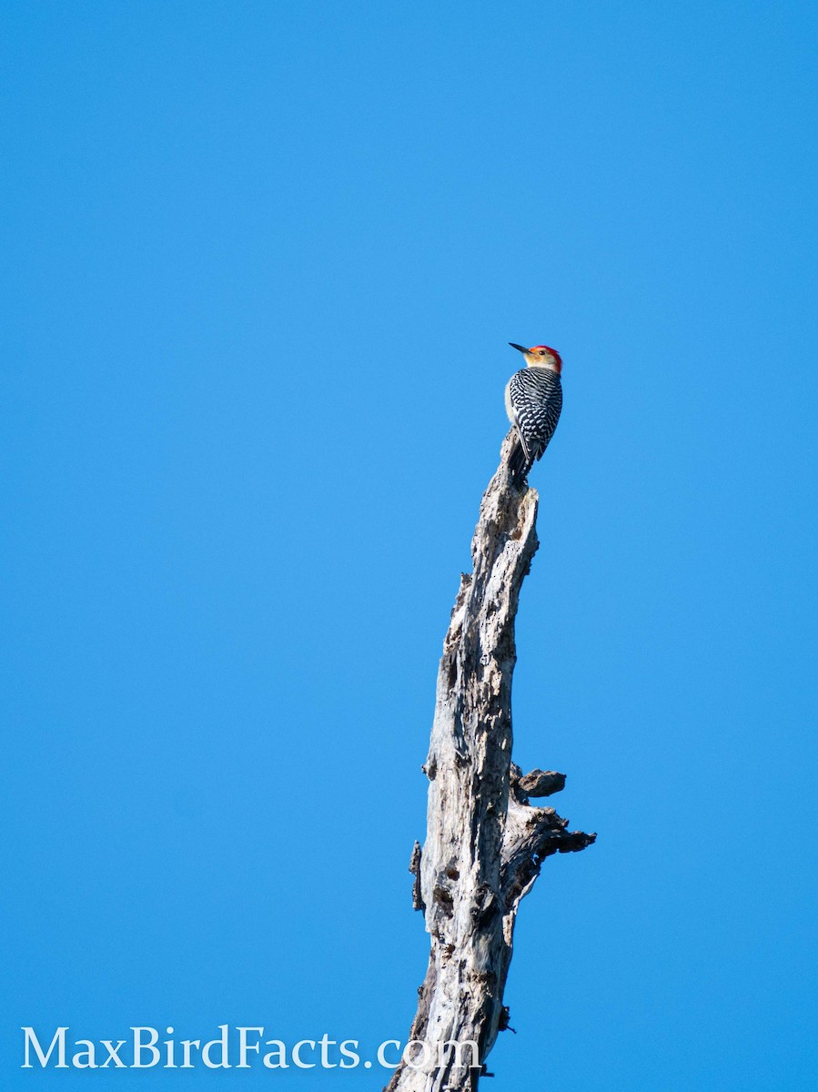 Red-bellied Woodpecker - Maxfield Weakley