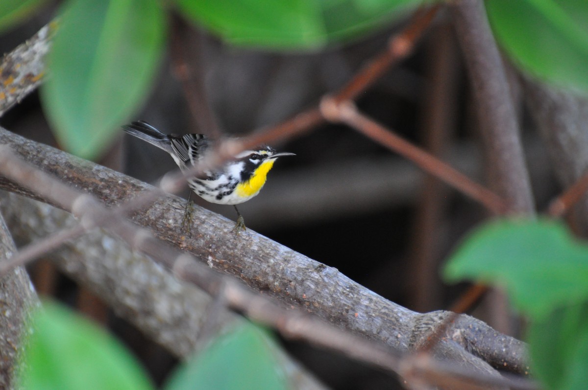 Yellow-throated Warbler - James Thompson
