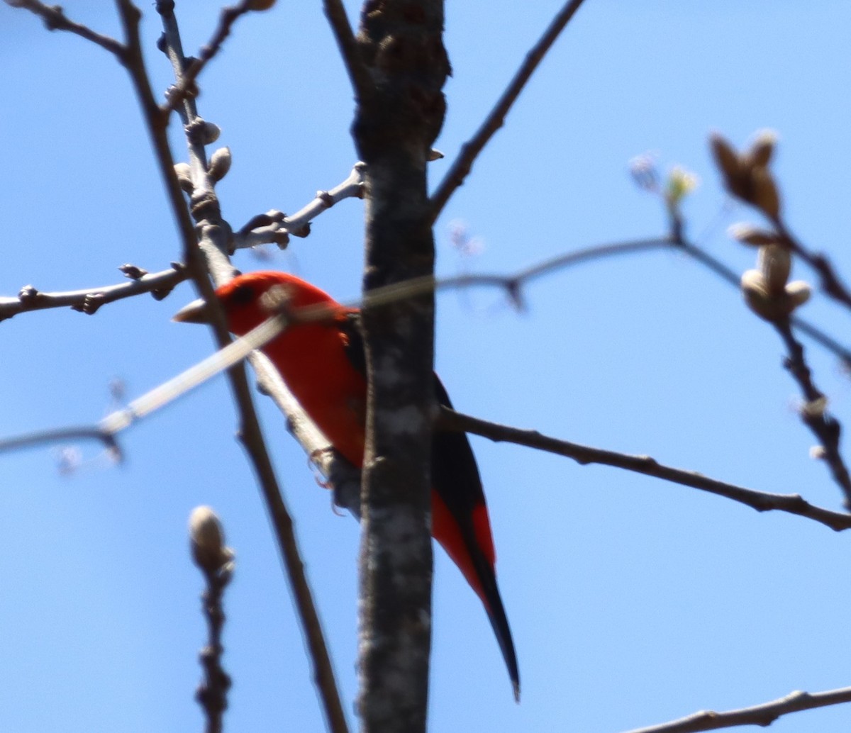 Scarlet Tanager - ML435438921