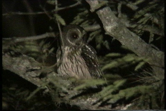 Mottled Owl (Mottled) - ML435439