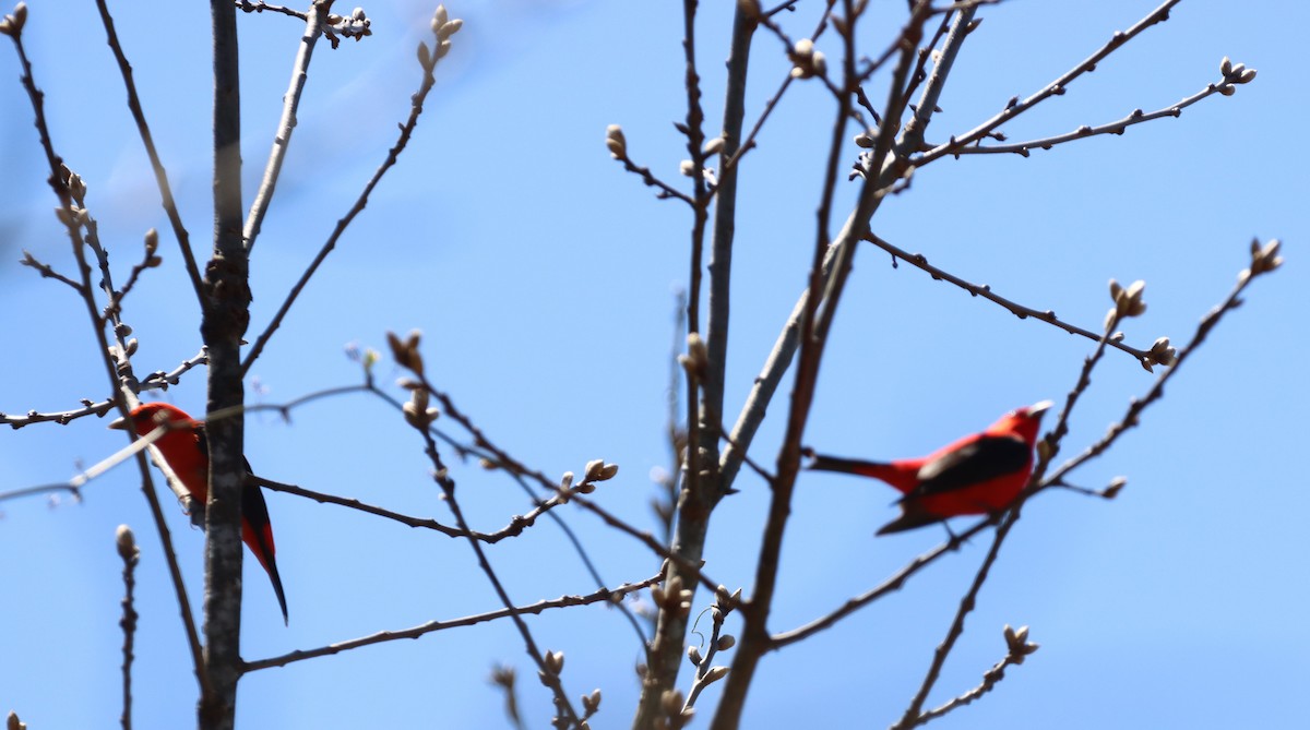Scarlet Tanager - ML435439051