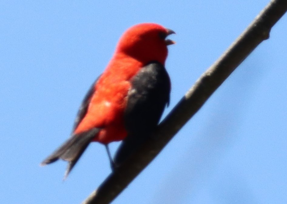 Scarlet Tanager - ML435439071