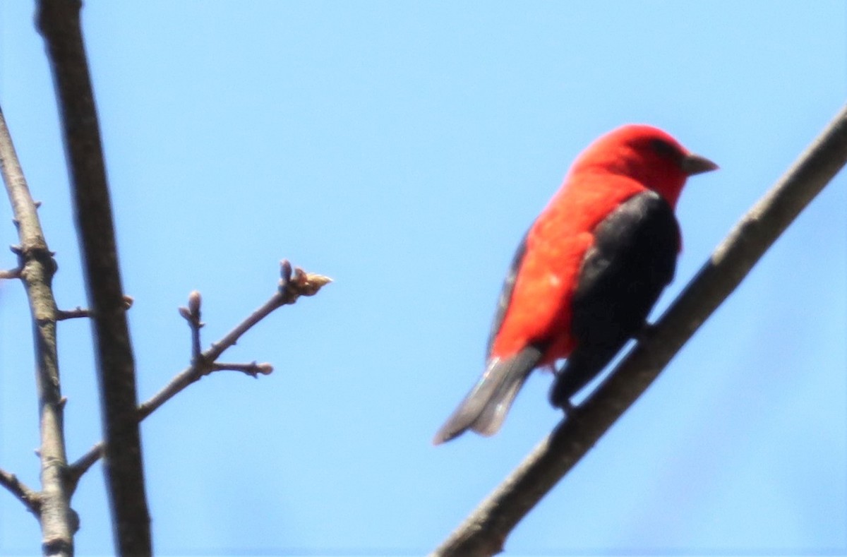 Scarlet Tanager - ML435439141