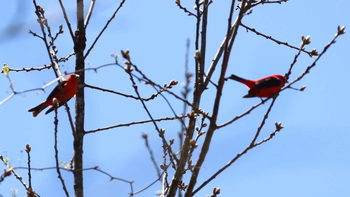 Scarlet Tanager - Gary Warner