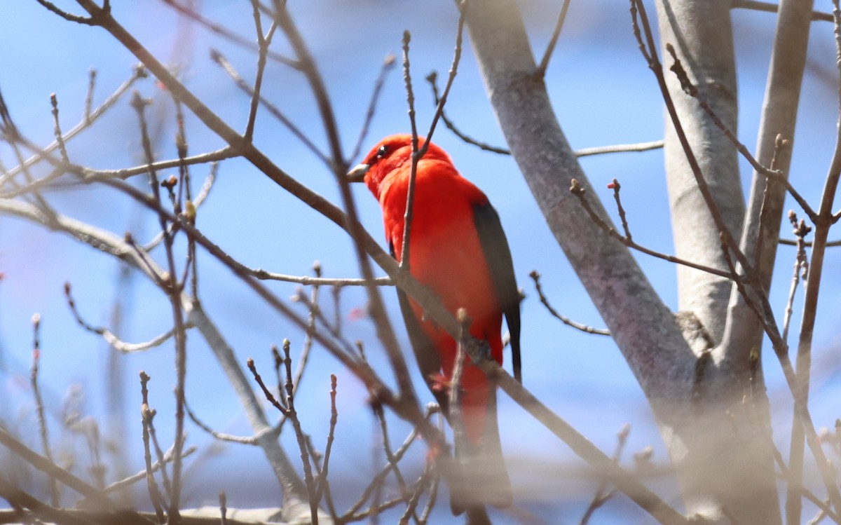Scarlet Tanager - ML435439191