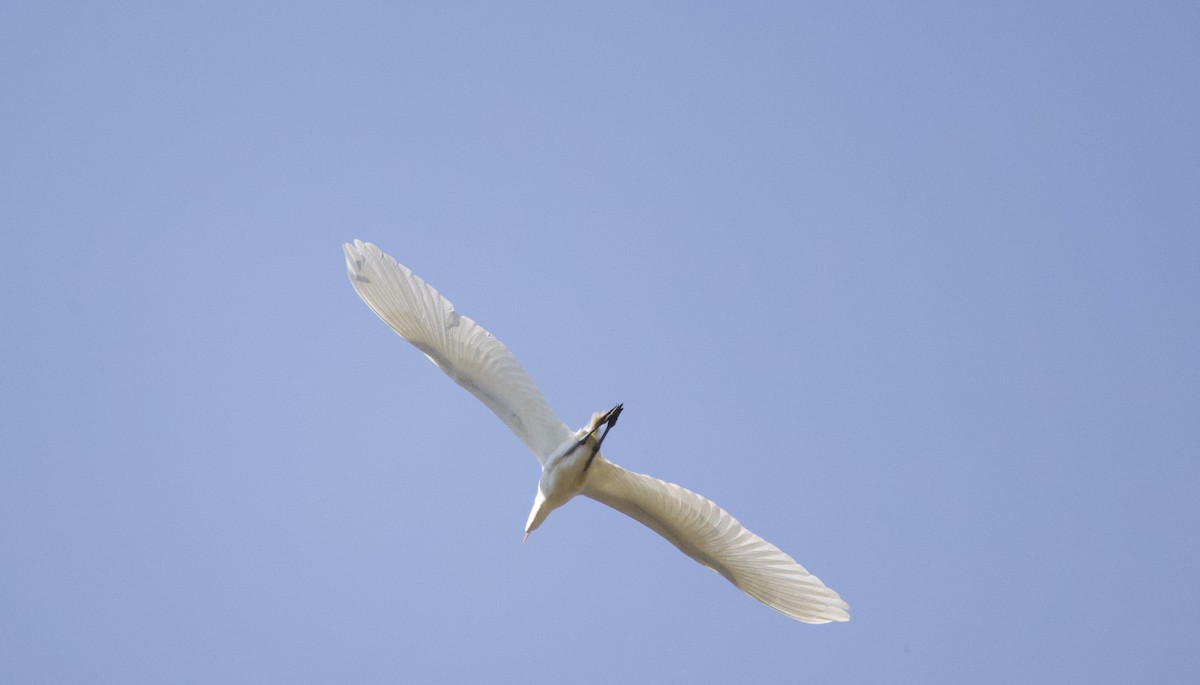 Great Egret - ML435439201