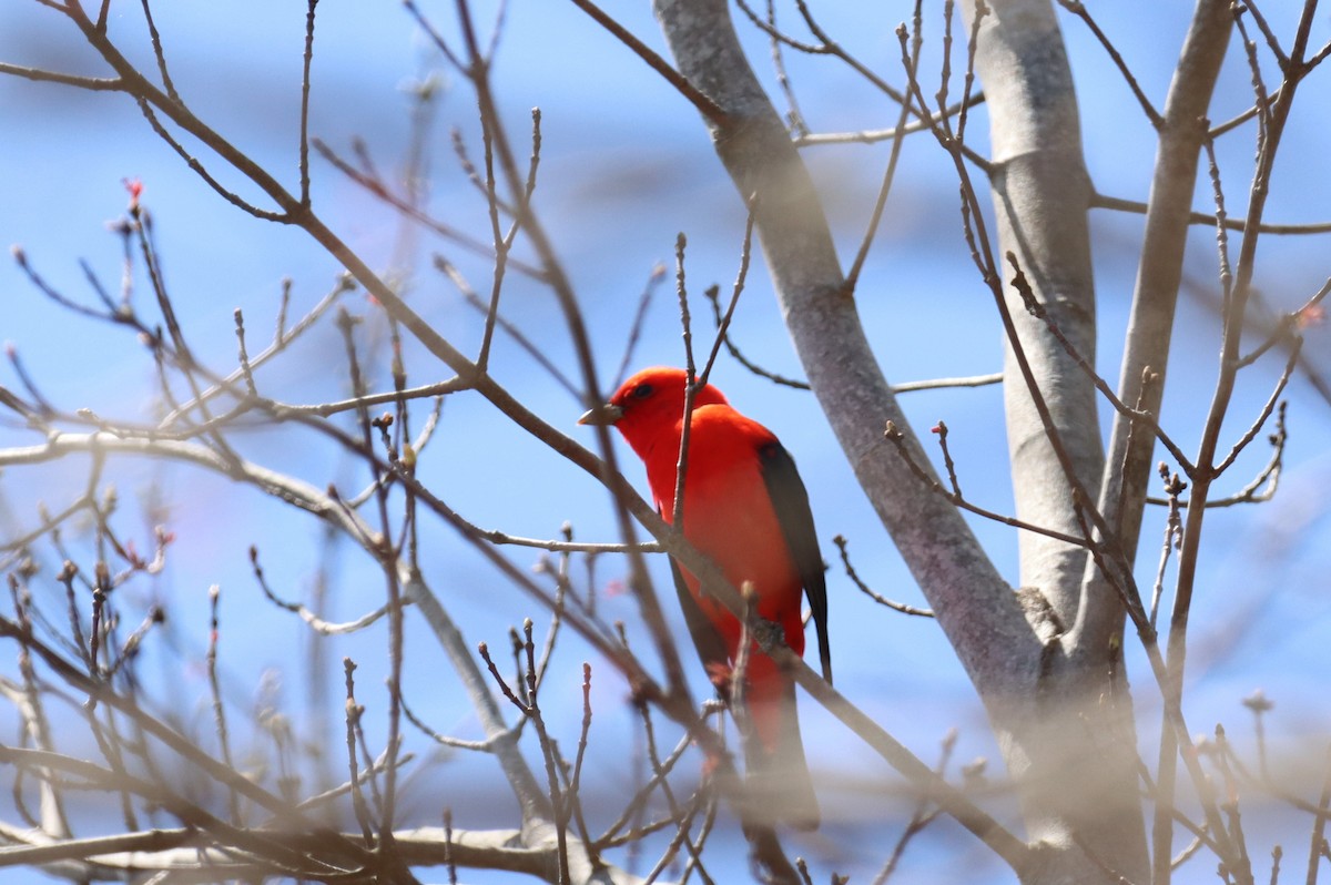 Scarlet Tanager - ML435439241