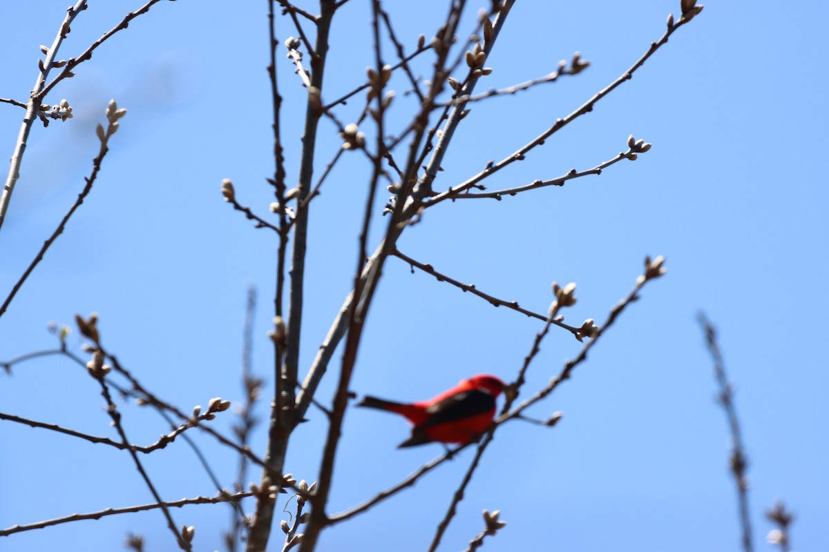 Scarlet Tanager - ML435439281