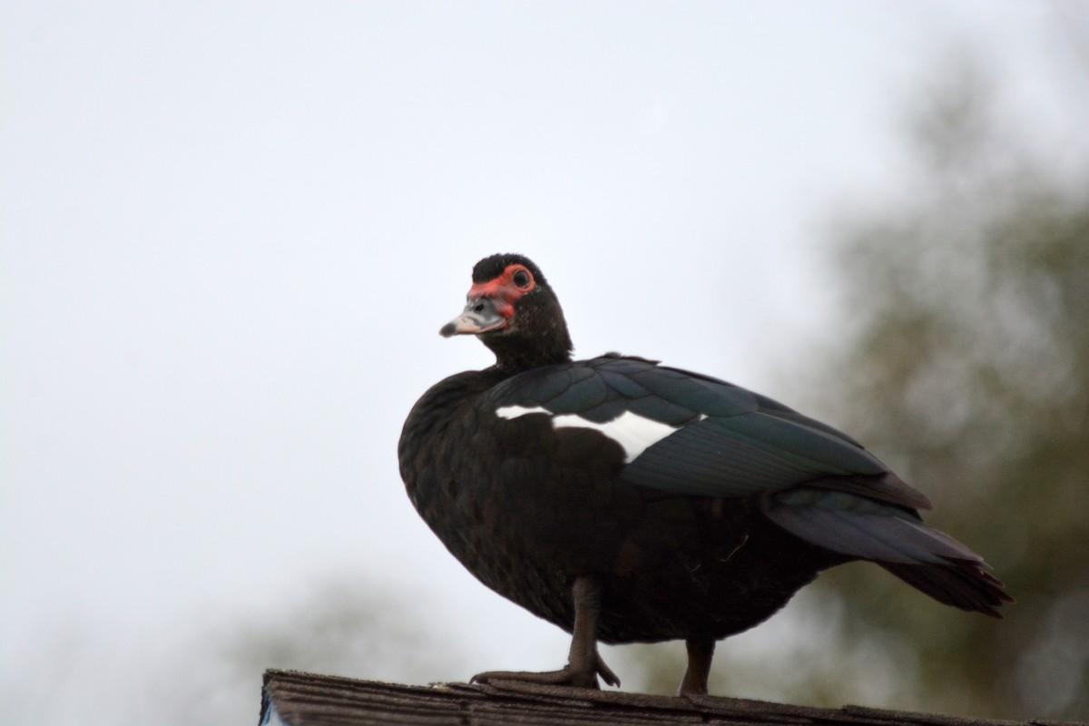 Muscovy Duck (Domestic type) - ML435439391