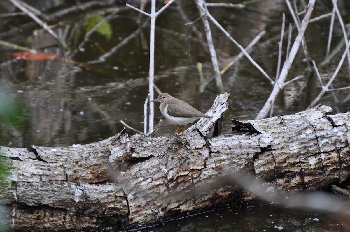 Spotted Sandpiper - ML43544281