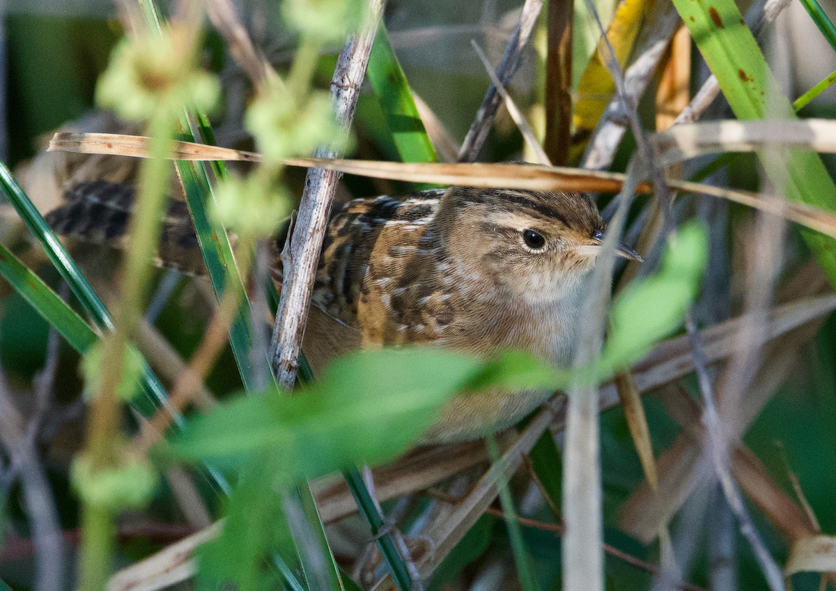 Sedge Wren - ML435445281