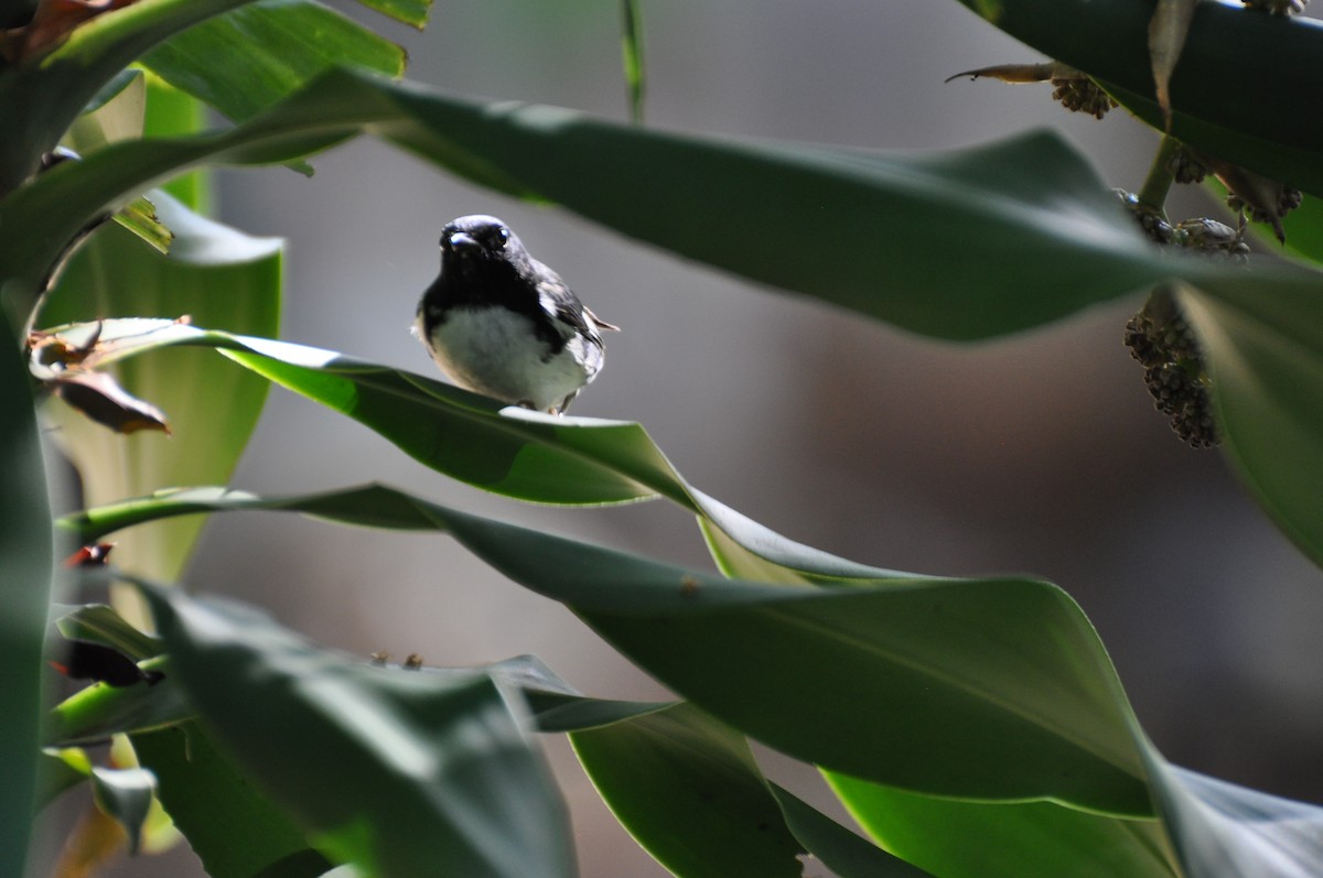 Black-throated Blue Warbler - James Thompson