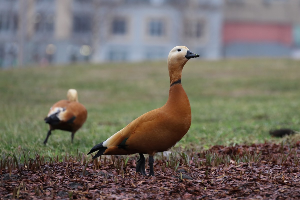 Ruddy Shelduck - ML435446201