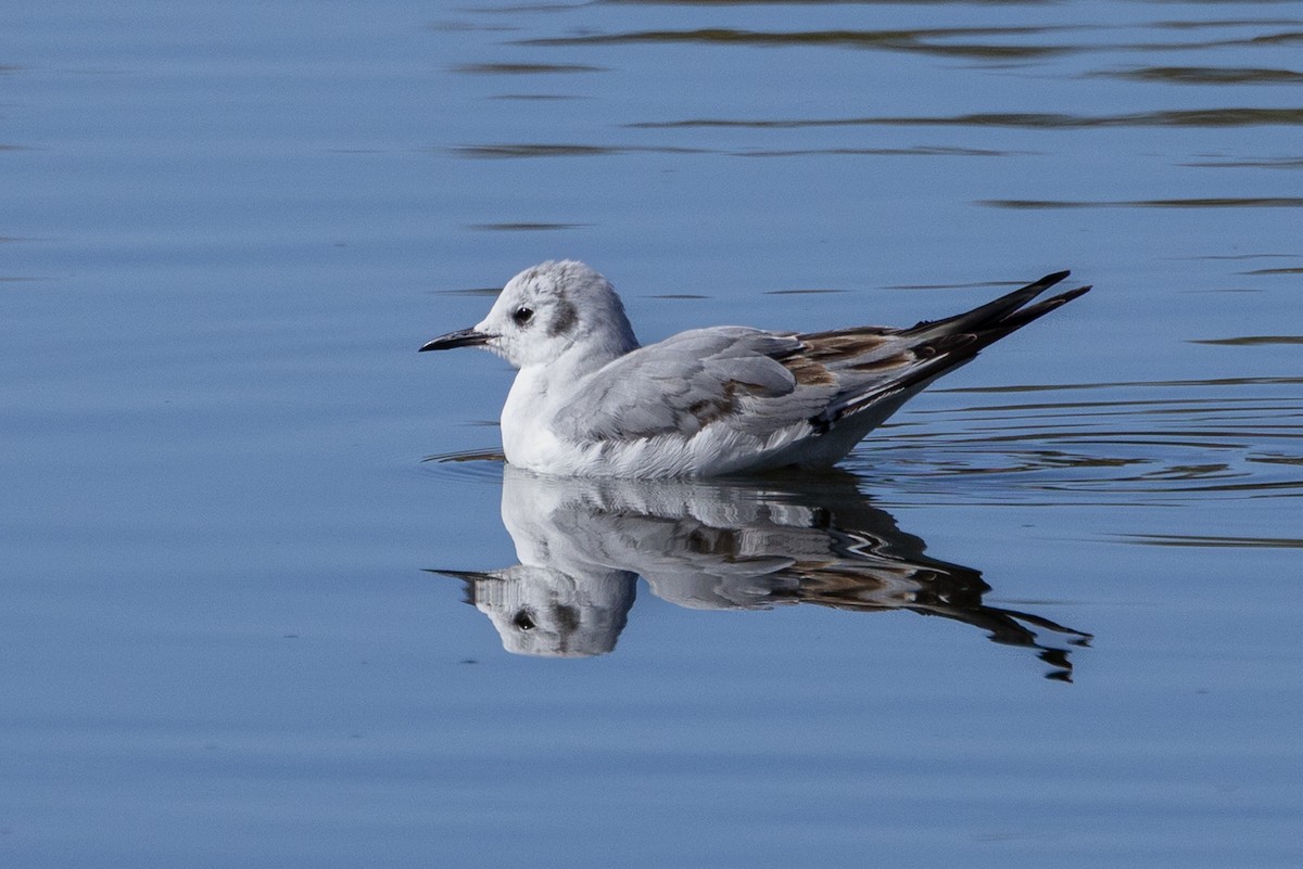 Bonaparte's Gull - ML435446221