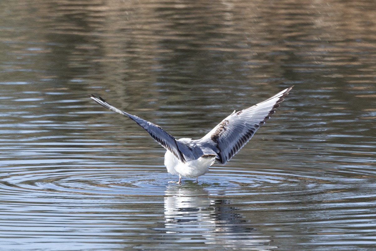 Bonaparte's Gull - ML435446251