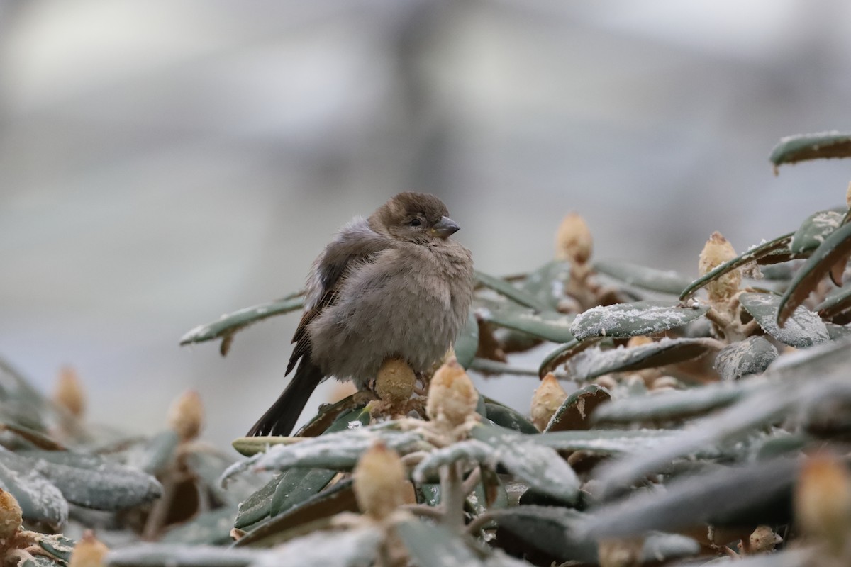 House Sparrow - ML435446351