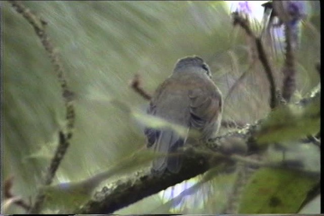 Brown-backed Solitaire - ML435447