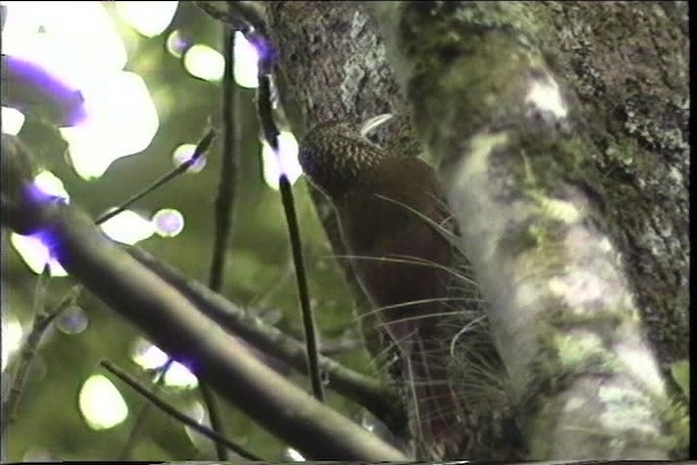 Grimpar moucheté (affinis/lignicida) - ML435448