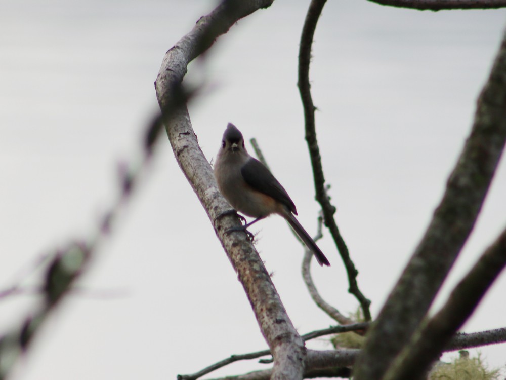 Tufted Titmouse - ML43544881