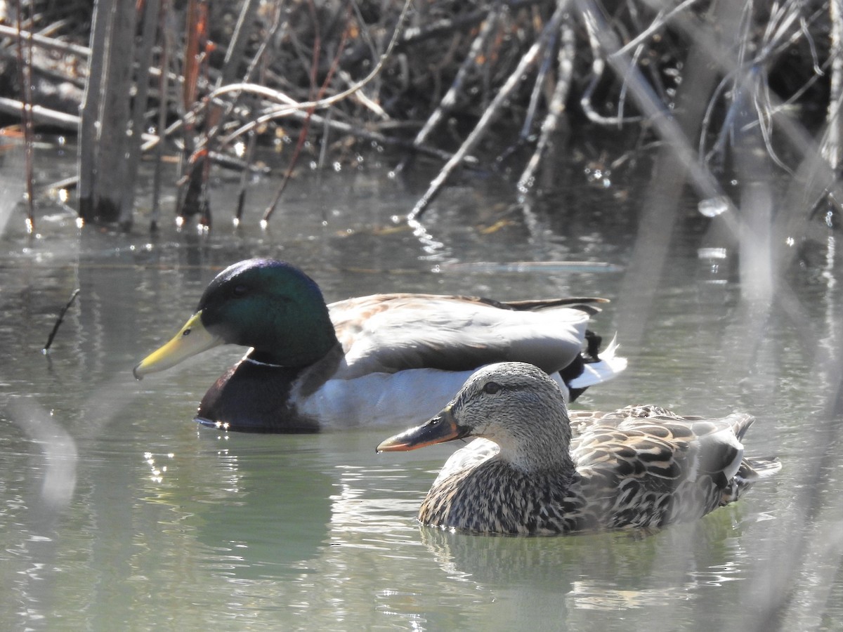 Mallard - ML435449321