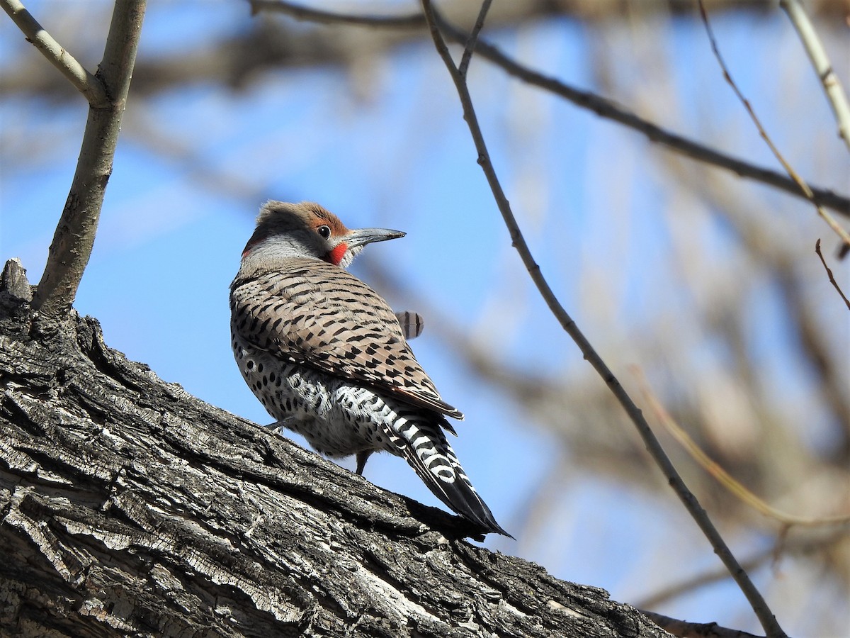 Northern Flicker (Yellow-shafted x Red-shafted) - ML435449431