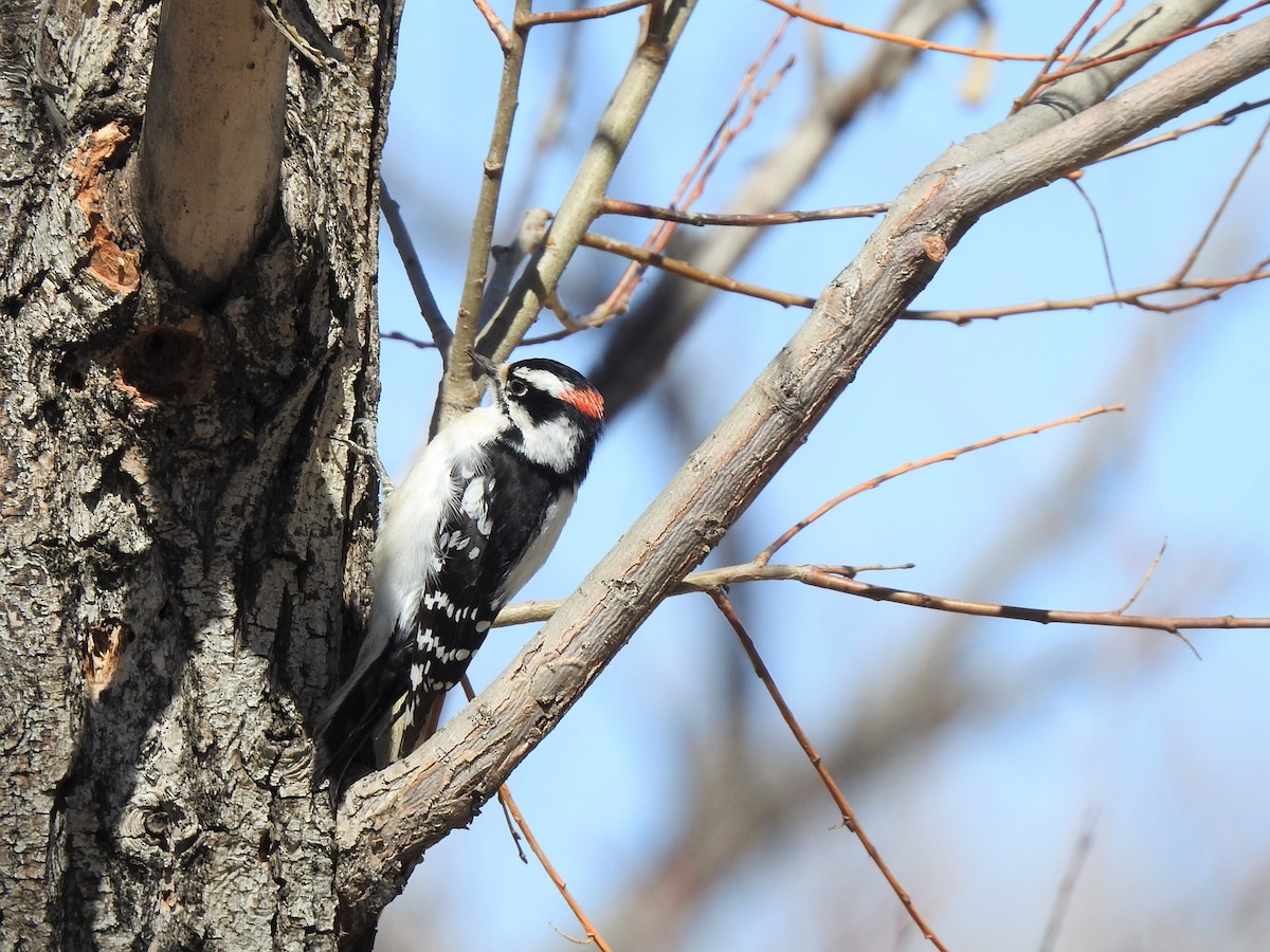Downy Woodpecker - ML435449661