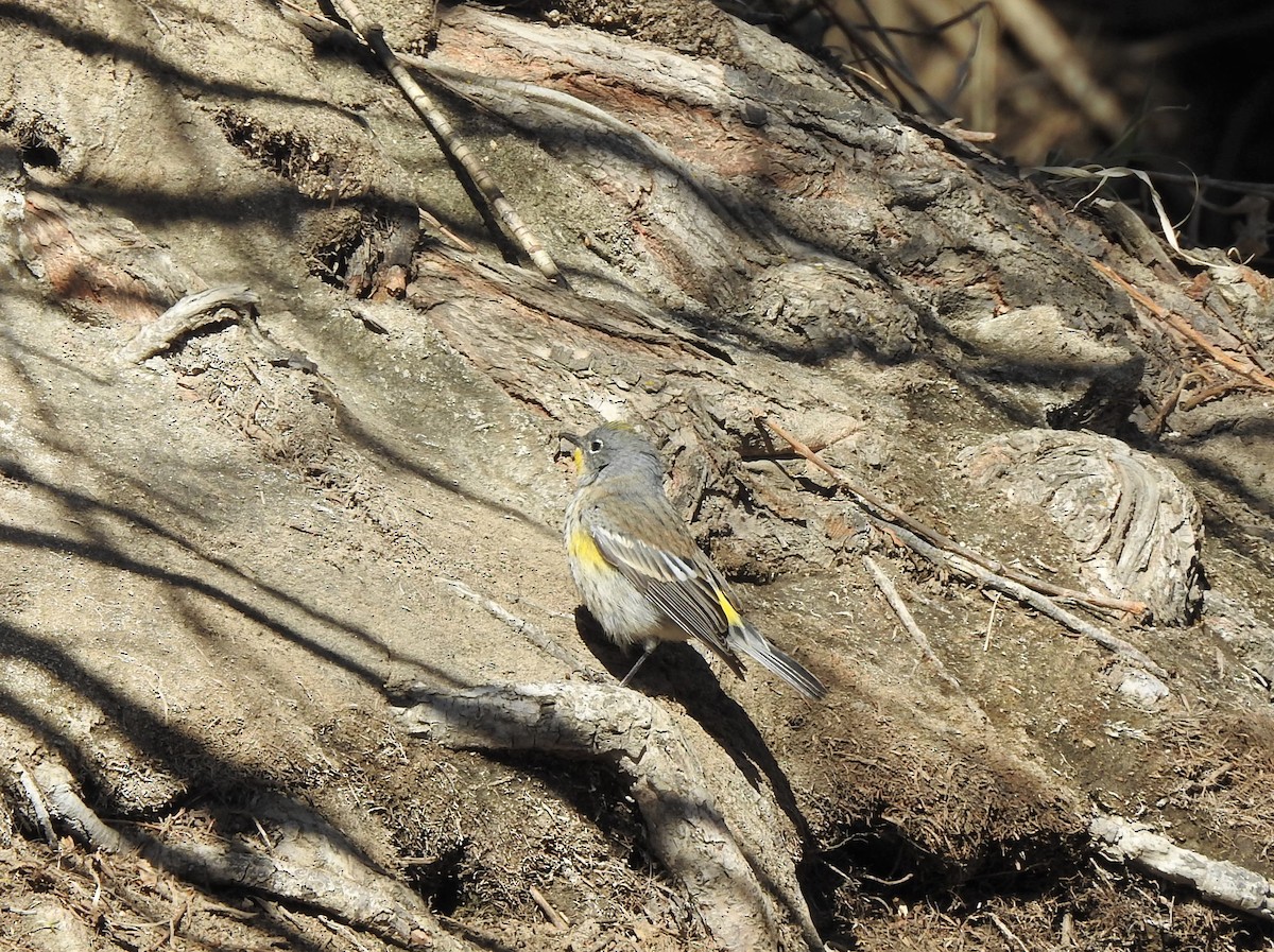 Yellow-rumped Warbler - ML435449721