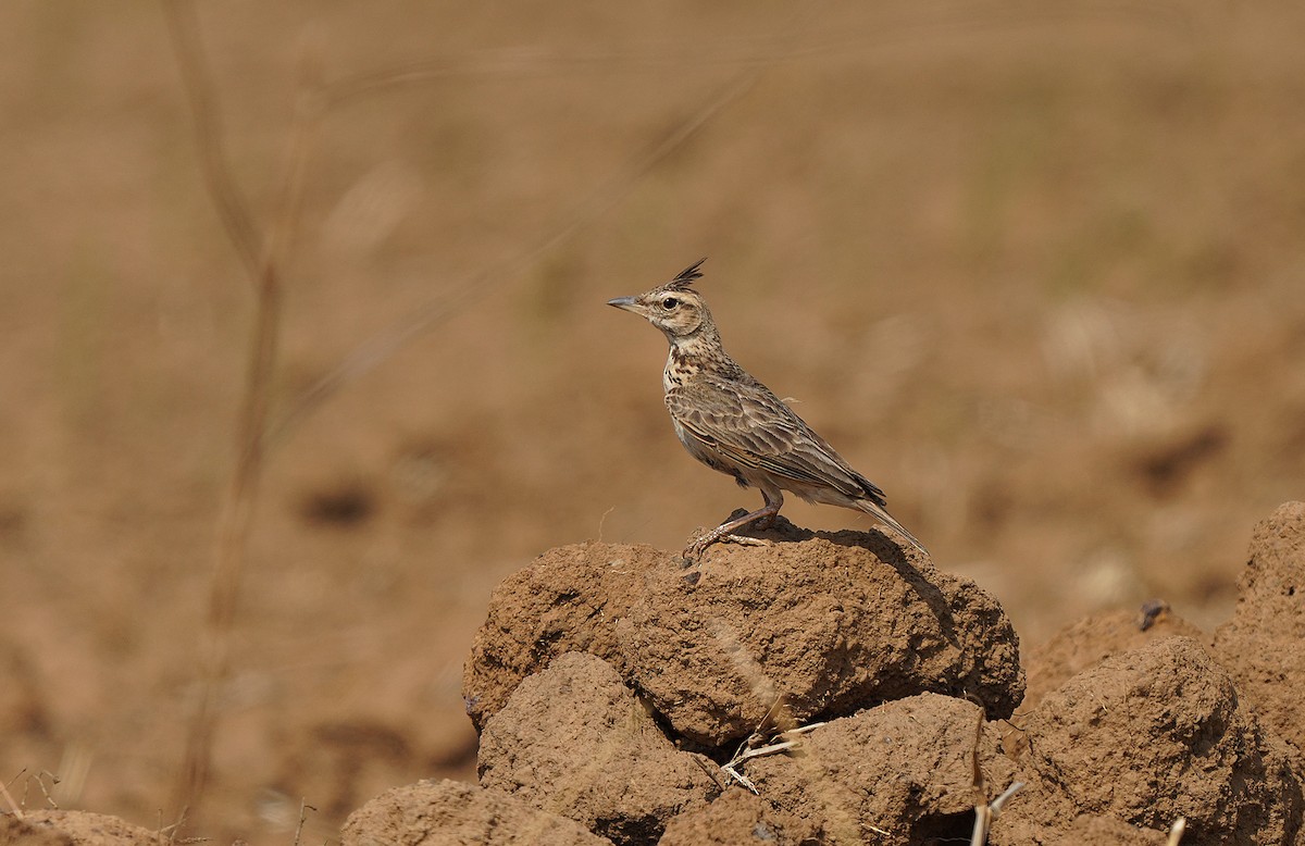 Cochevis de Malabar - ML435450351