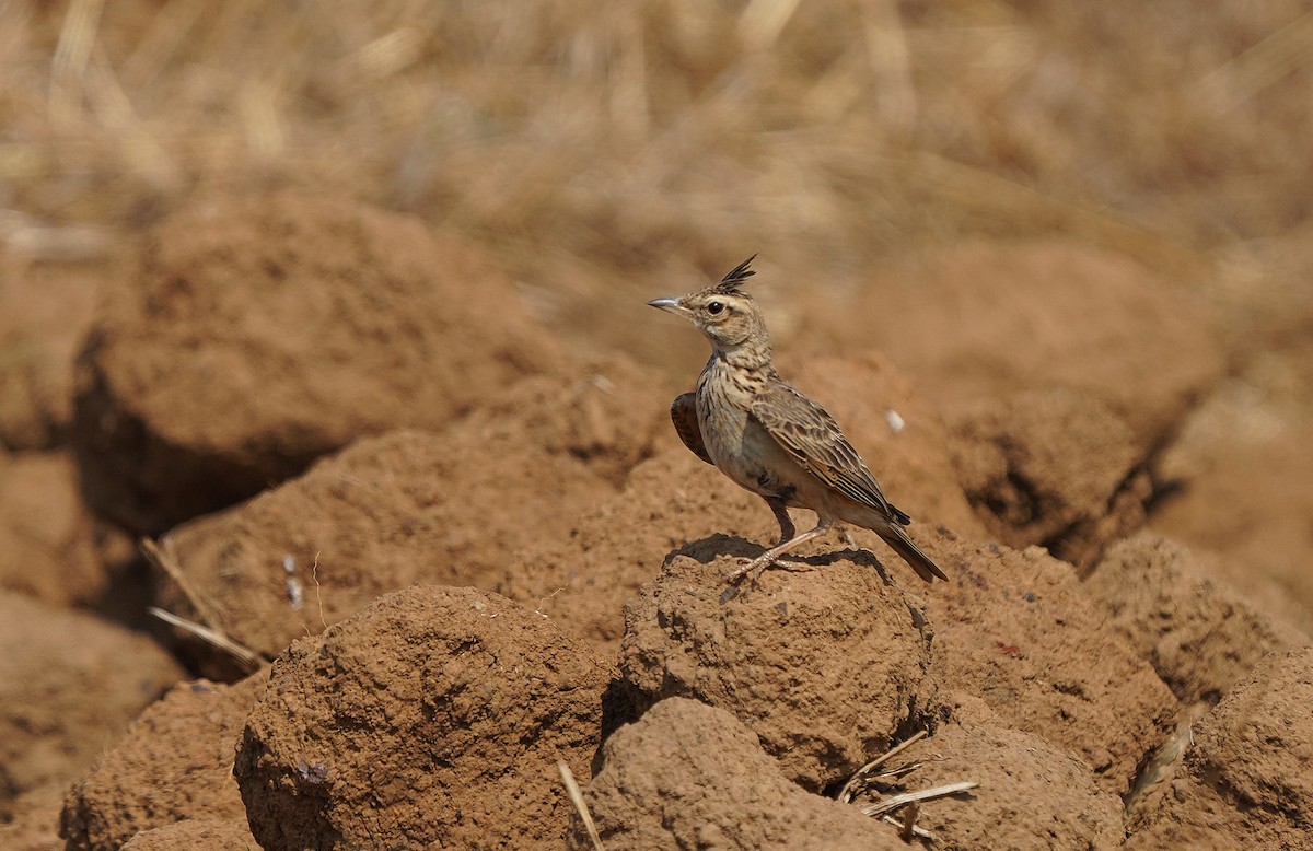 Cochevis de Malabar - ML435450371