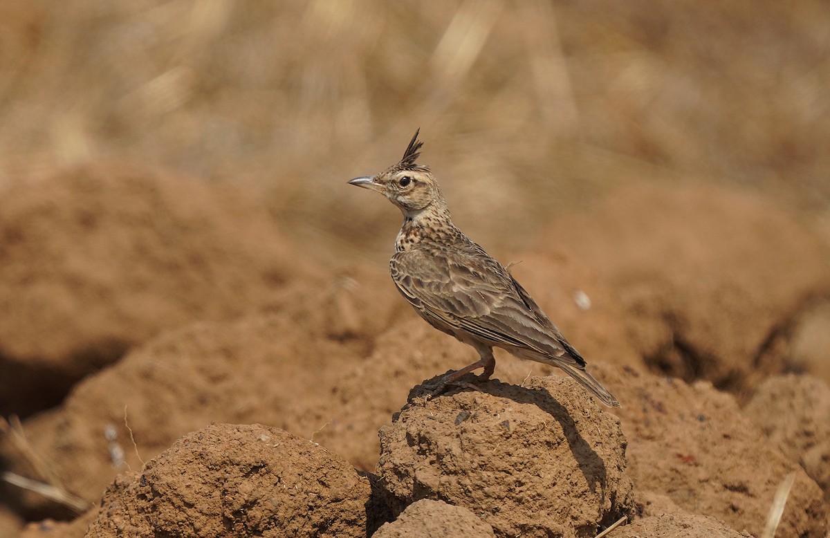 Cochevis de Malabar - ML435450381