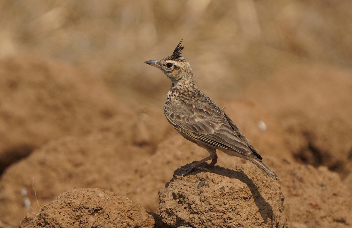 Cochevis de Malabar - ML435450391