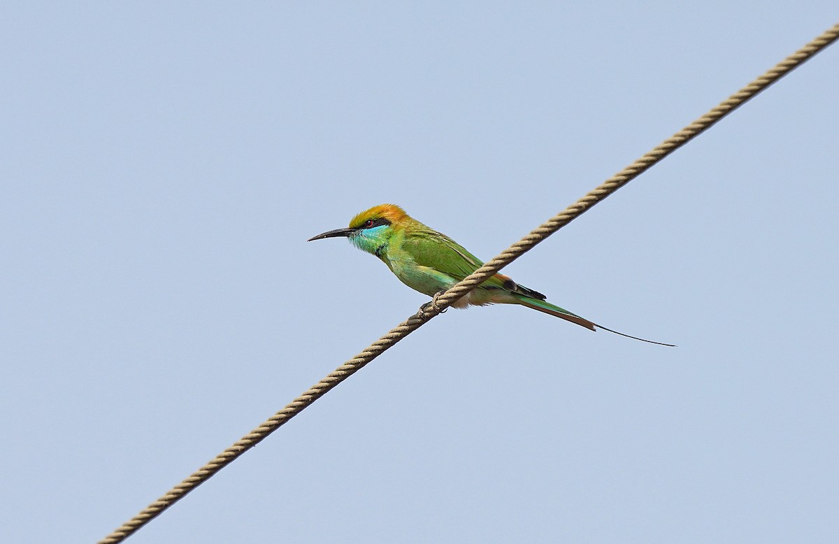 Guêpier d'Orient - ML435450401