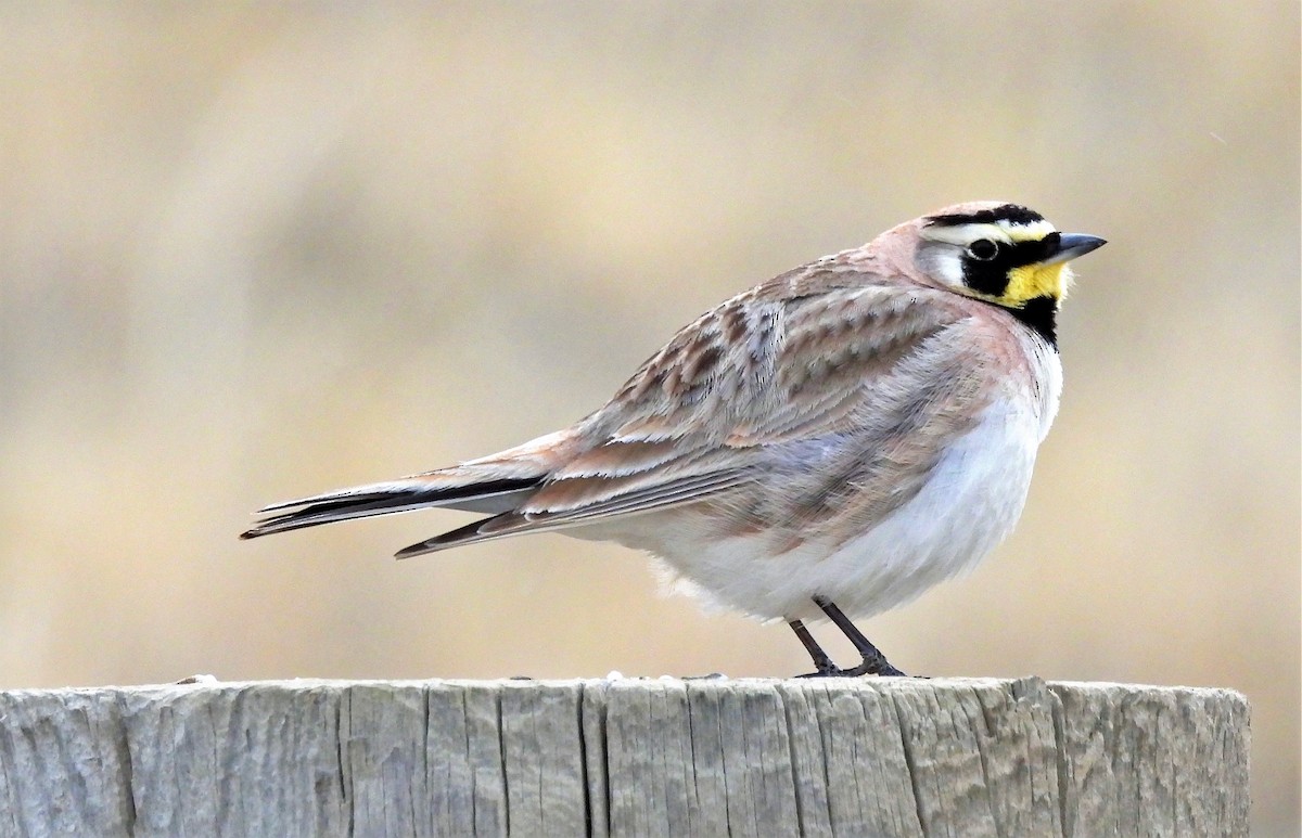 Horned Lark - ML435450491