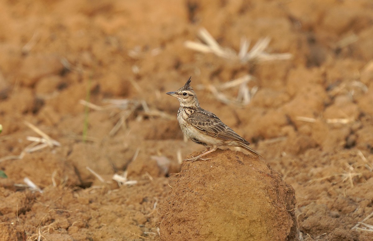 Cochevis de Malabar - ML435450501