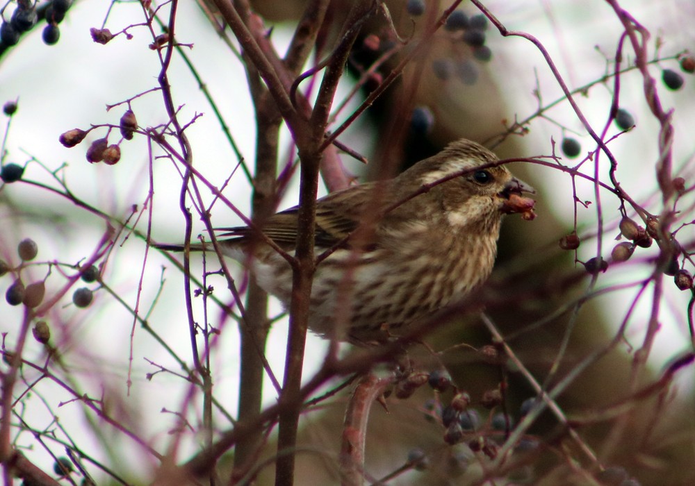 Purple Finch - Colin Sumrall