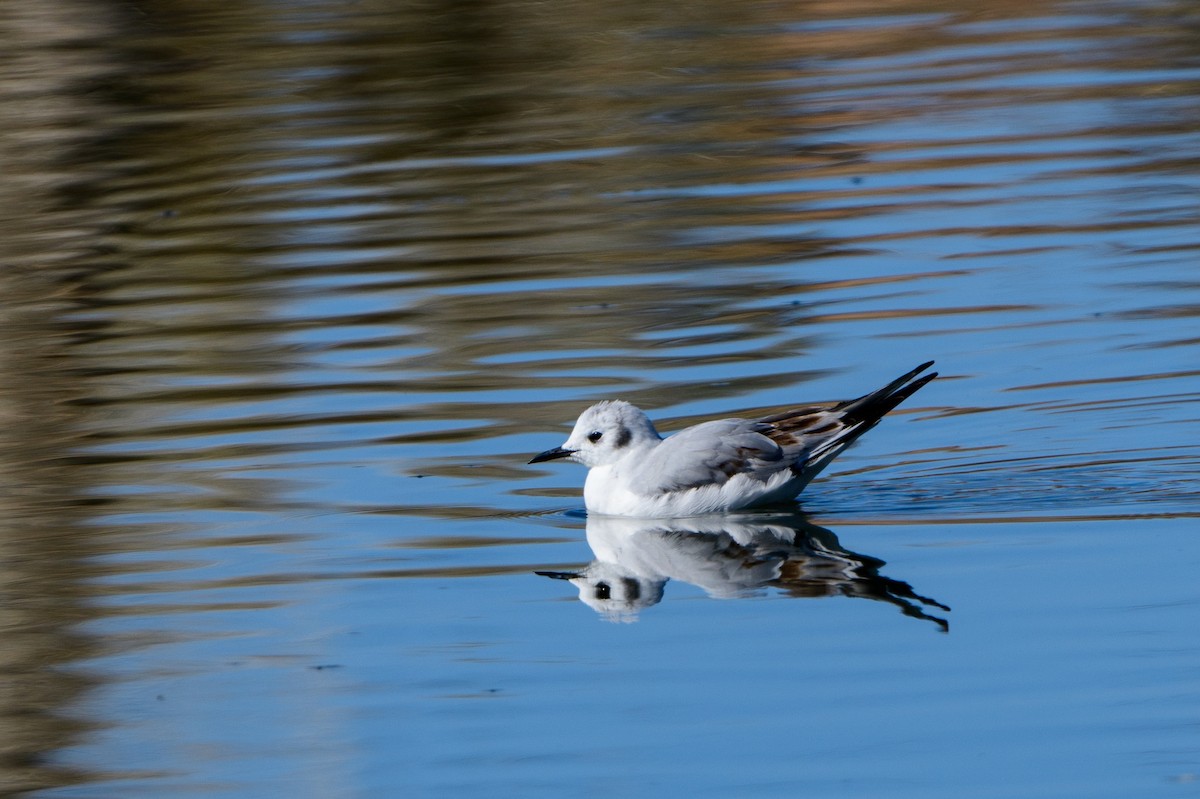 Bonaparte's Gull - ML435450641