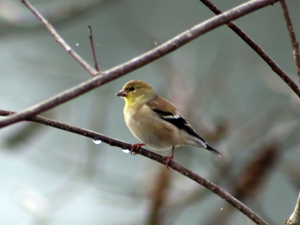 American Goldfinch - ML43545081