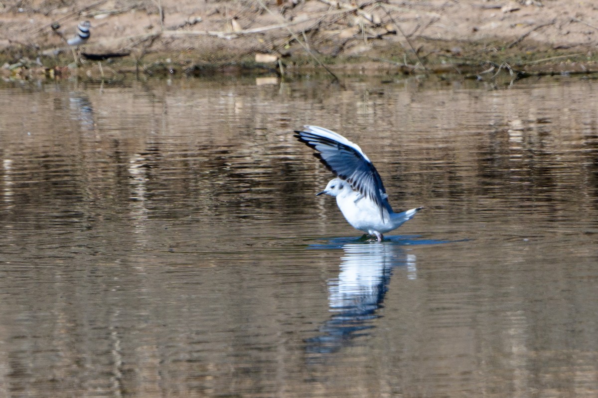 Bonaparte's Gull - ML435451041